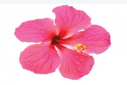 Logo Support Massage