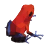 Logo Blue Jeans Frog Vormgeving