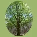 Logo Natuurcoach De Wijze Beuk