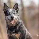 Logo Hond in de Spot