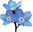 Logo Stichting Brunnera