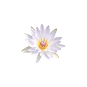 Logo Design for Blooming