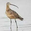 Logo Curlew Netherlands