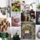 Logo Sue's Botanica