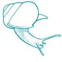 Logo Nederlandse Malacologische Vereniging