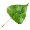 Logo Diemel groenvoorzieningen