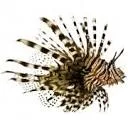 Logo Pterois Interim AND Consultancy