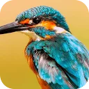 Logo Azure Kingfisher - A Sharp Eye on Sustainable Finance