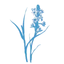 Logo Immanuel Baan Uitvaartbegeleiding