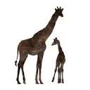 Logo Nwabisa African Art
