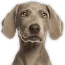 Logo van CarniVoer