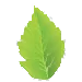 Logo Verschuren Groen