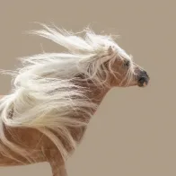Logo Nannie van Berkel - Pegasus Art AND Fotografie