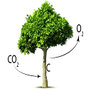 Logo ForestFoundation