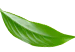 Logo my green packaging