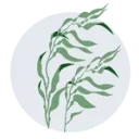 Logo Kelp Forest Foundation