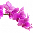 Logo Aardse Orchids