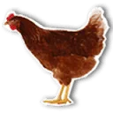 Logo FarmCamps