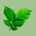 Logo Groen; Zeker Doen!