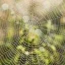Logo Spider Spider Digital Media - allround multimediale communicatie AND webdevelopment