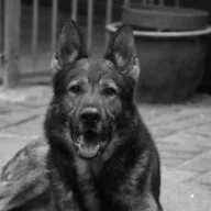 Logo ronin dog training