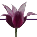 Logo Mediationpraktijk Houten