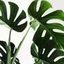 Logo Artiplant
