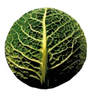 Logo van De Eemstuin