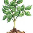 Logo Aardappelveredelingsbedrijf Jalving bv