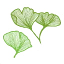 Logo Hoveniersbedrijf de Ginkgo