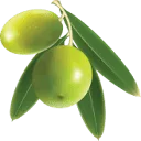 Logo Celest Oil