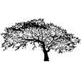Logo Oak3-10 Management Consultancy AND Interim