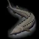 Logo DSC De Steurhoeve Caviar